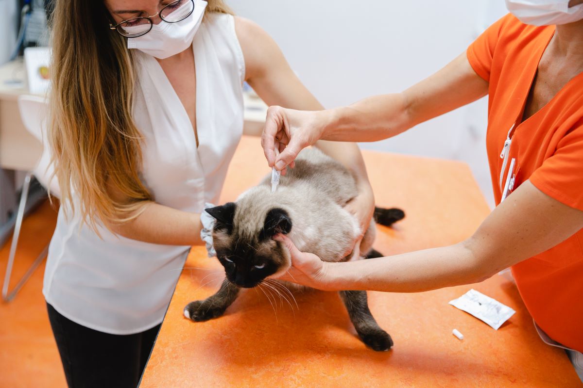 RẬN TAI TRÊN MÈO - CÙNG TÌM HIỂU CÁCH PHÒNG NGỪA TUYỆT ĐỐI